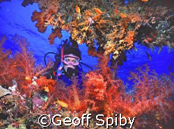 diver and soft corals by Geoff Spiby 